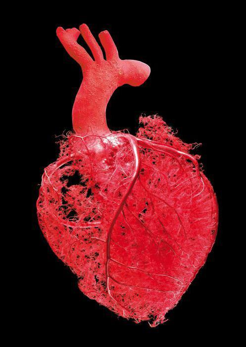 arteries of the heart