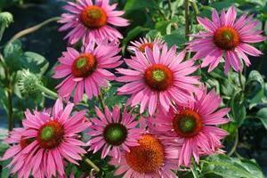 echinacea tinktur anmeldelser