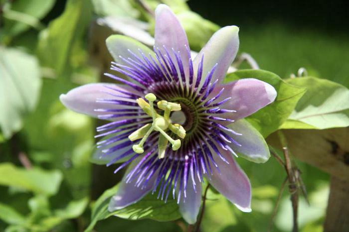 passionflower tablet user manual