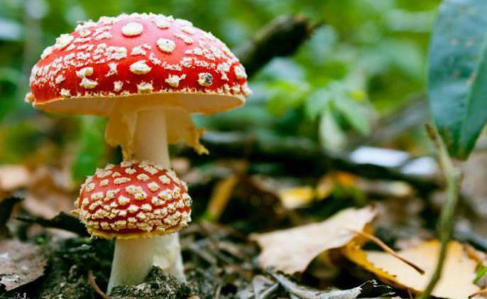 fly agaric on alcohol from what heals