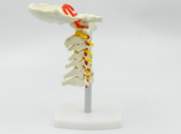 cervical plexus of spinal nerves