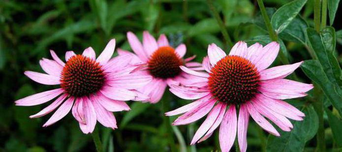 Echinacea