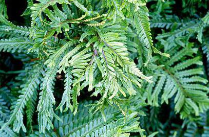 fern useful properties and contraindications