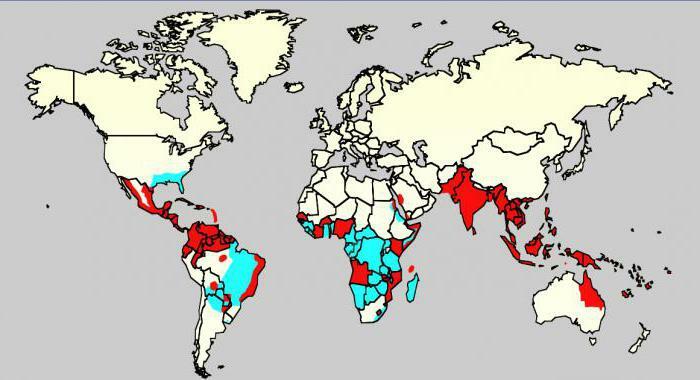 vírus dengue