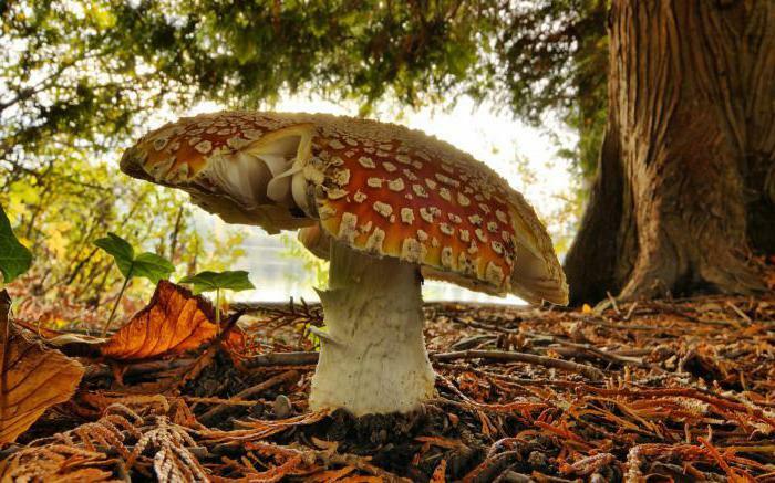 Fly agaric on alcohol from what treats a poisonous mushroom
