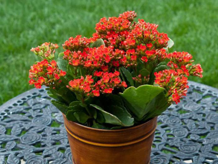 the use of Kalanchoe