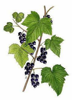 black currant leaves useful properties and contraindications