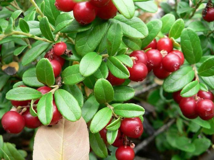 Brusnice a cowberry: užitočné vlastnosti