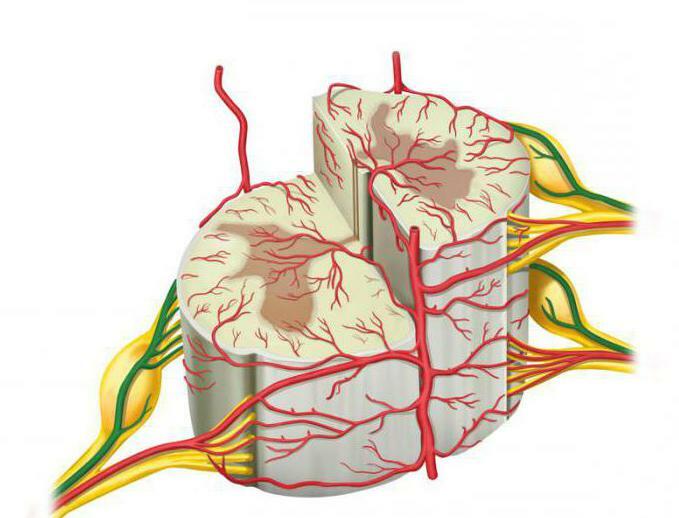 إمدادات الدم إلى الحبل الشوكي