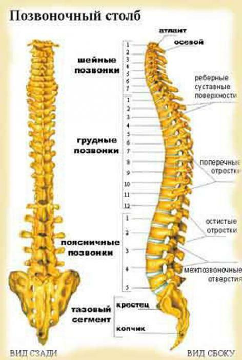 what kind of structure does the human spine have?