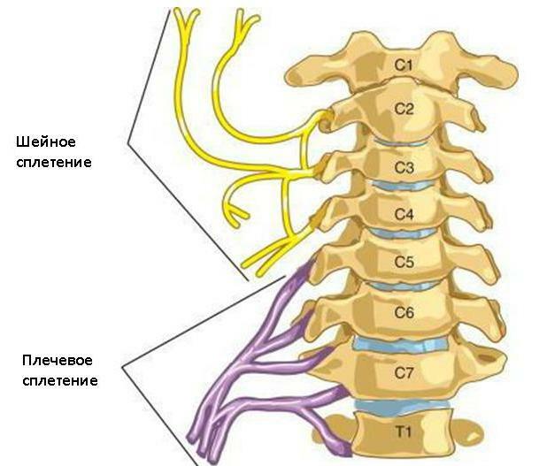 cervical plexus