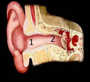 otitis externa ear symptoms and treatment photo