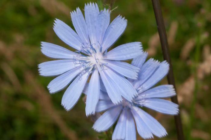 how many drops to drink tinctures of flowers chicory