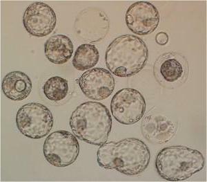 transfer of blastocyst in cryoprotocol