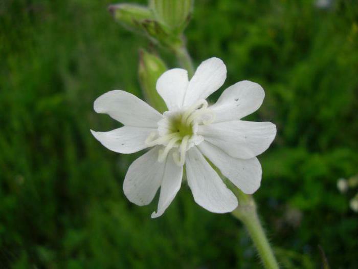 grass slumber white