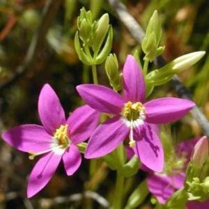 rastlinné centaury