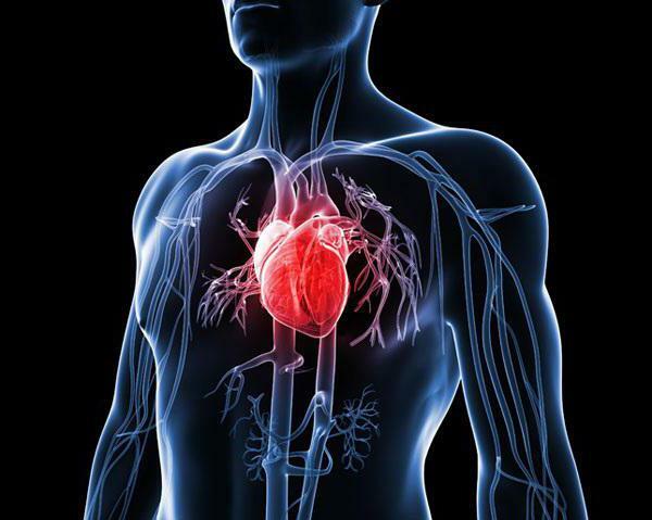 how to strengthen the heart of a cardiologist
