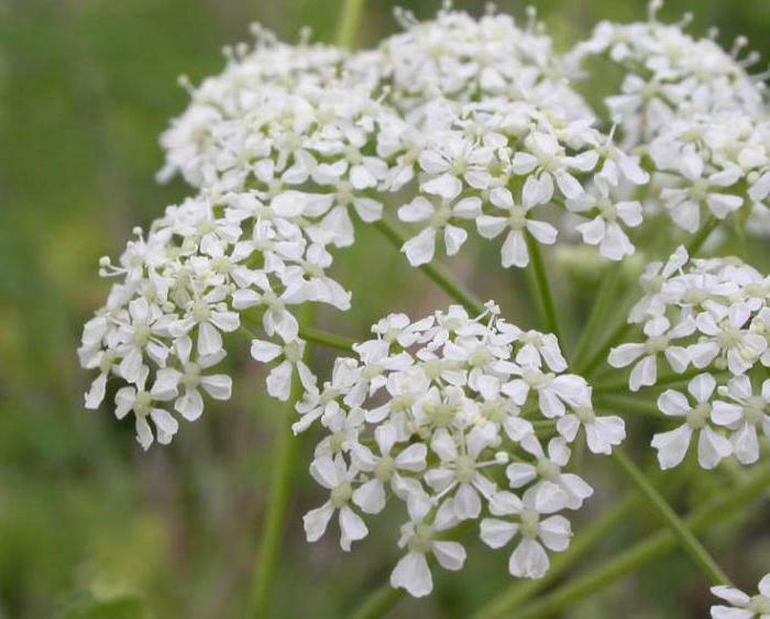 hemlock foto planter