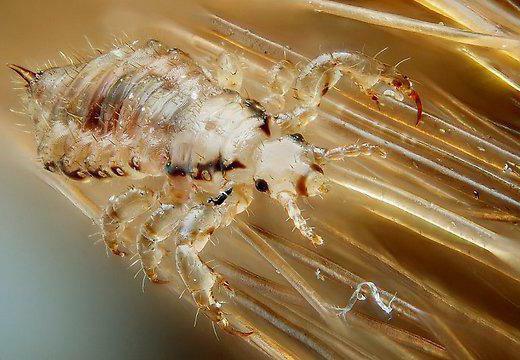 Terrible water from lice reviews