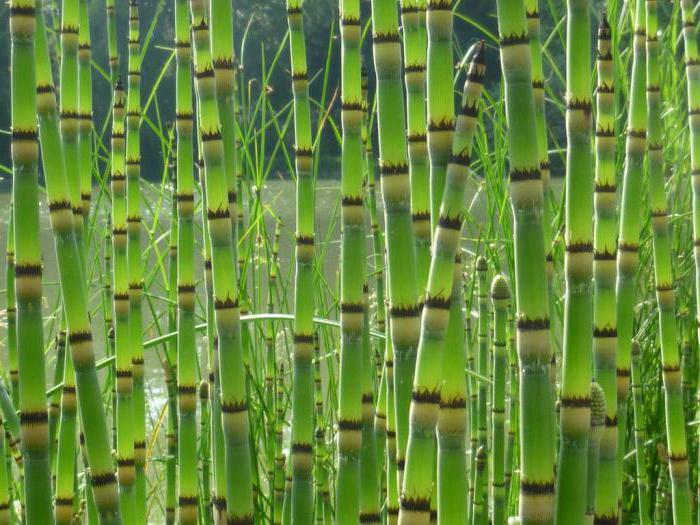 horsetail fotografie hibernantă