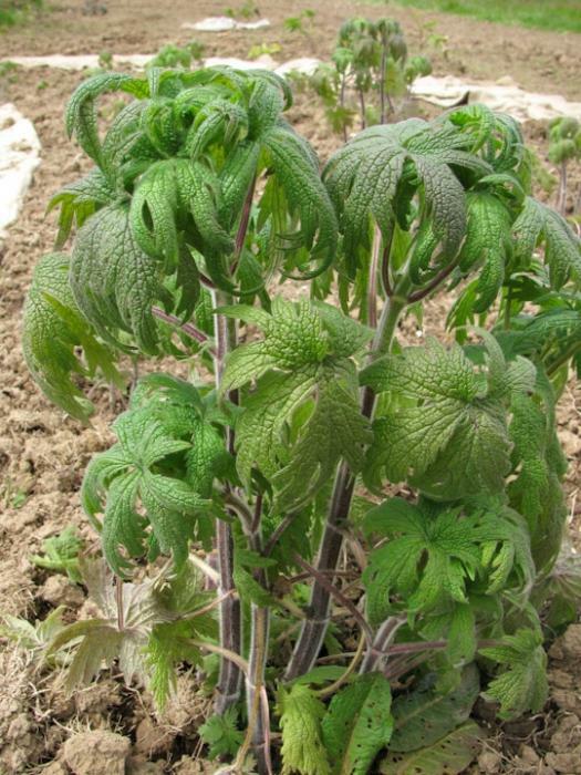 tráva motherwort