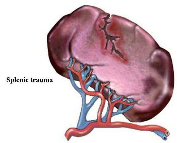 structure of the spleen