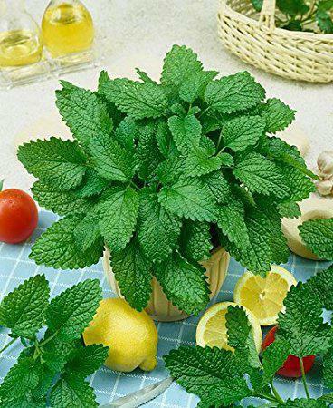 herb balm useful properties and contraindications