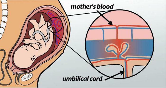 the placenta on the back wall