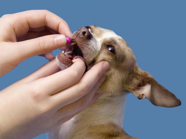 how to give a pill to a dog