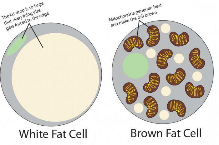 Brown fat in humans: a description, functions and features