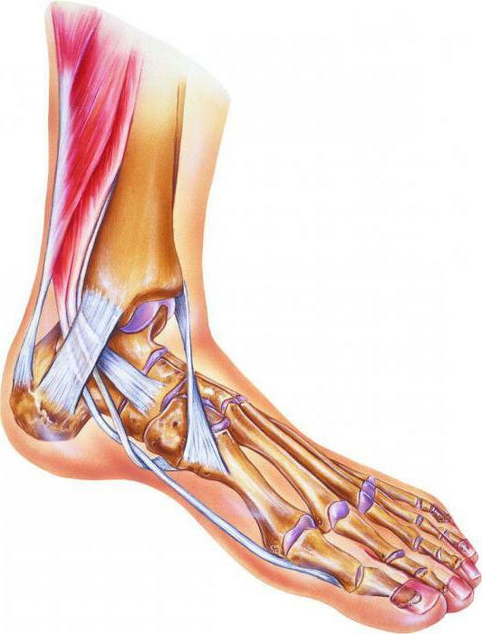 structure of ankle ligament of a ligament photo