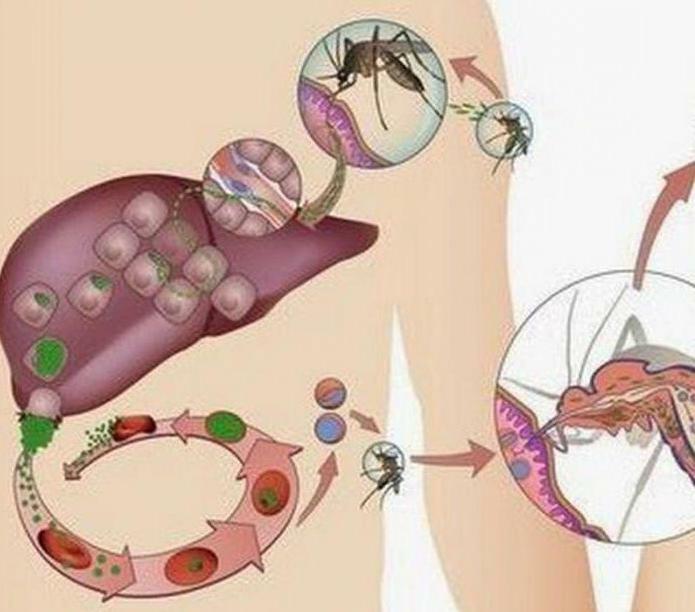 cycle of malarial plasmodium scheme