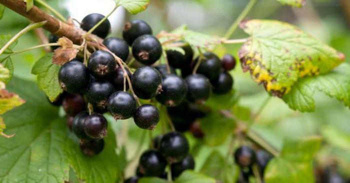 why is black currant useful?
