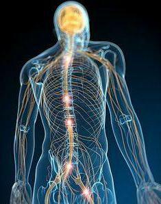 what is the nervous system