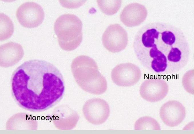 granulocytes are neutrophils