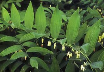 de droguri sigiliu plante medicinale lui Solomon