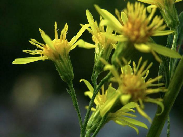 goldenrod obyčajné liečivé vlastnosti a aplikácie