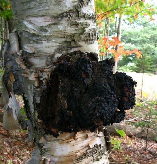 Tratamentul Chaga