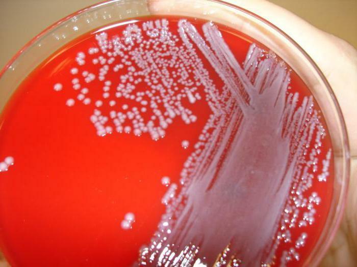 klebsiella pneumoniae dalam tinja