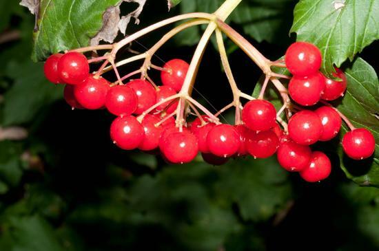 end nyttigt viburnum med honning