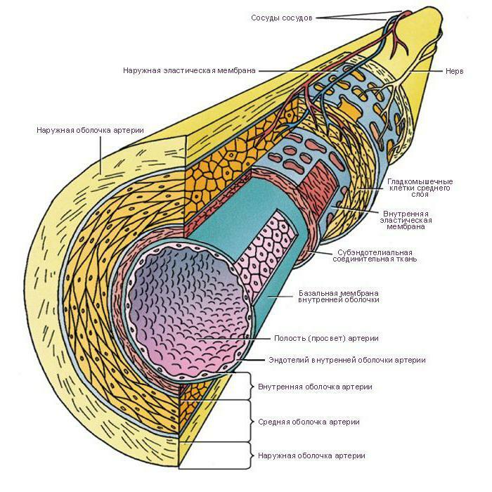 الطبقة الوسطى من الشريان يتكون من