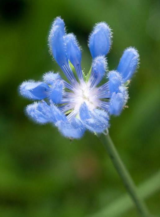 how many drops to drink tinctures of flowers chicory
