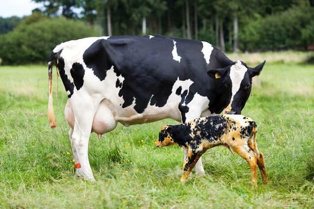 endometritis in a cow