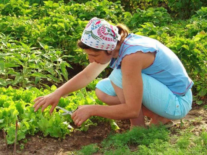 imunocytophytové pokyny pre použitie na sadenice