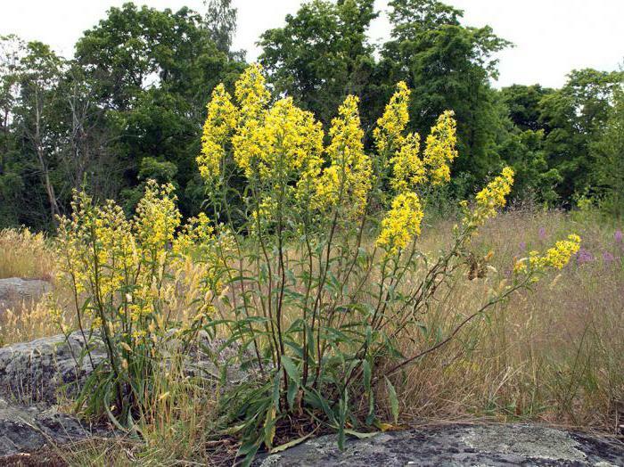 goldenrod obyčajné liečivé vlastnosti