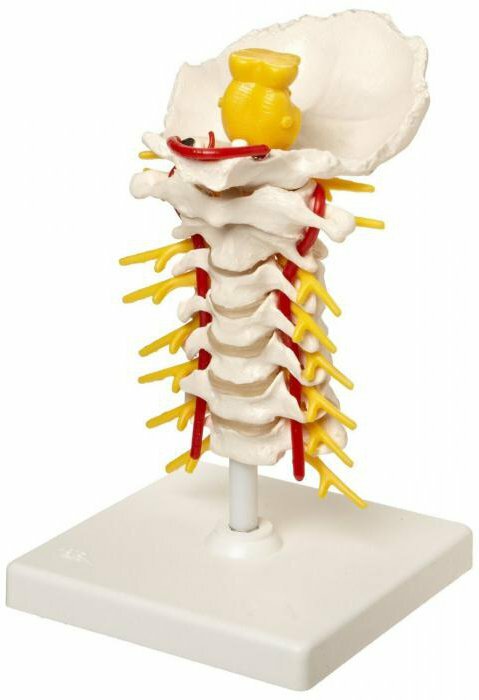 spine treatment recovery