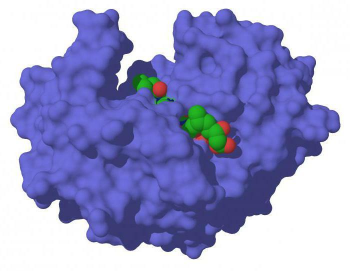 enzyme that breaks down proteins