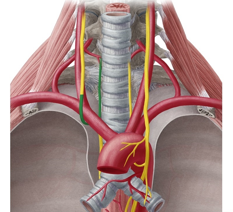 Stâng nervul gutural recurent