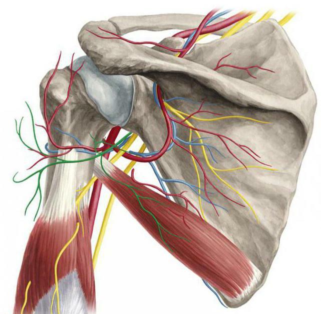 nerves of the axillary region