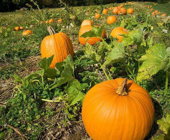 what kind of pumpkin is a vitamin